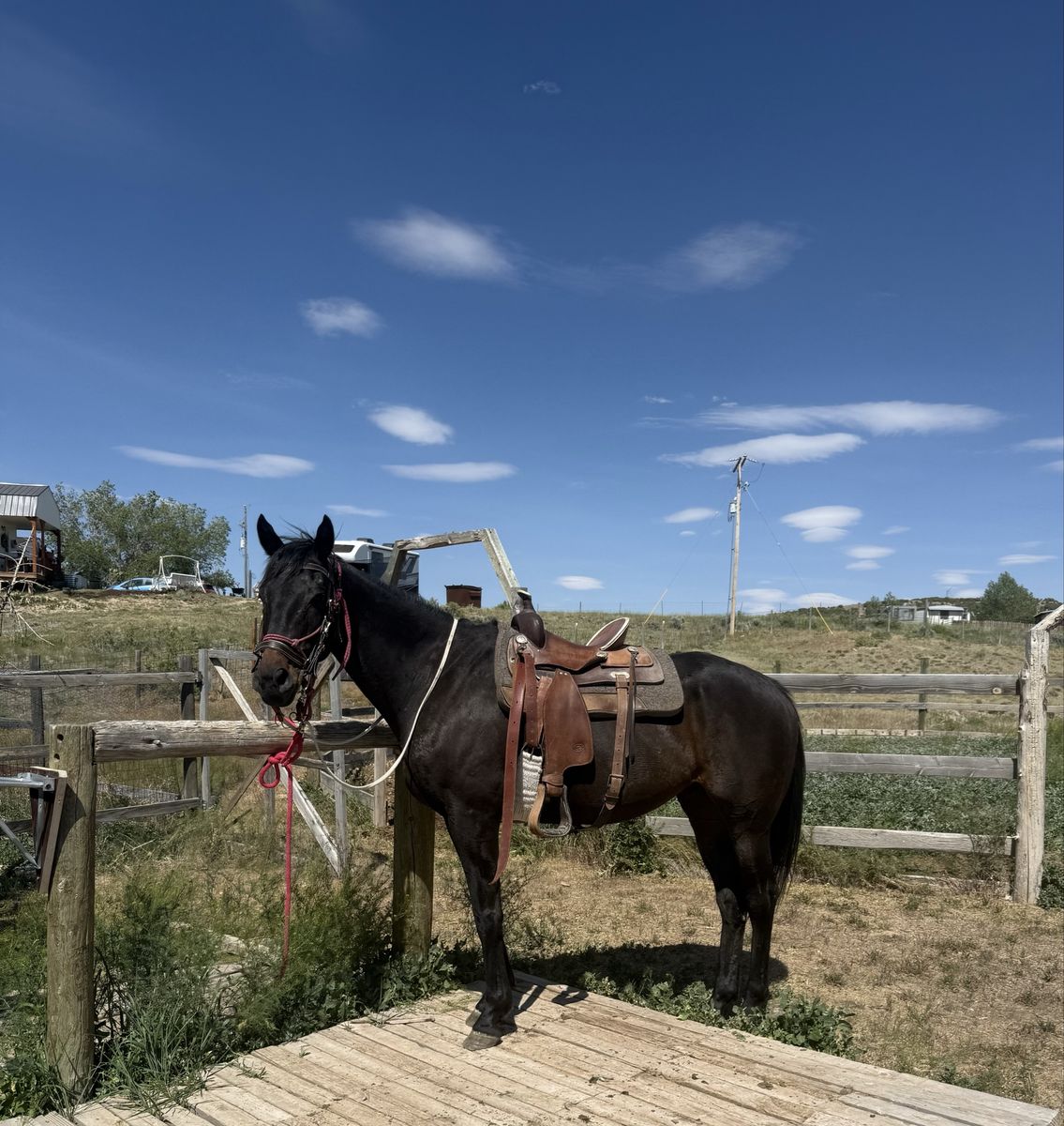 17 year old OTTB gelding