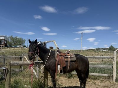 17 year old OTTB gelding