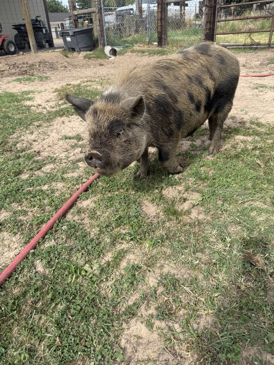 Kunekune sow
