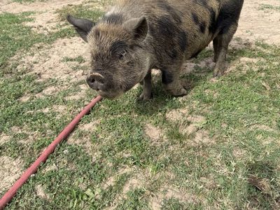 Kunekune sow