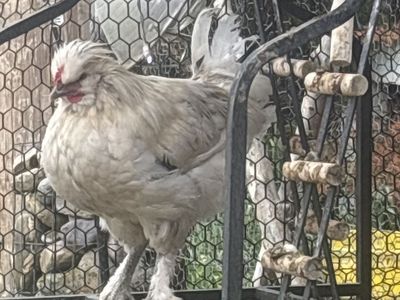 Beautiful Batam/laying breeds 4mo old