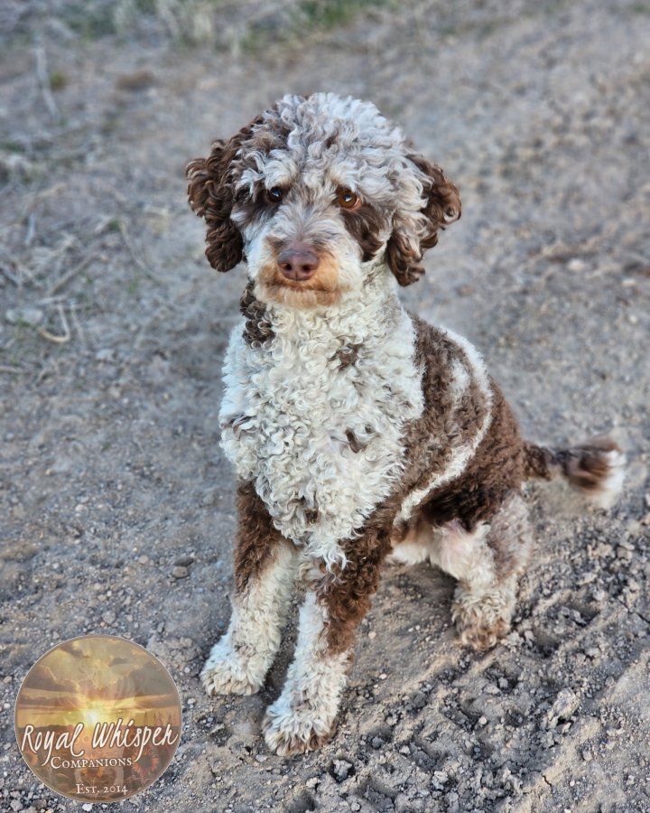 Poodle Studs looking for love.