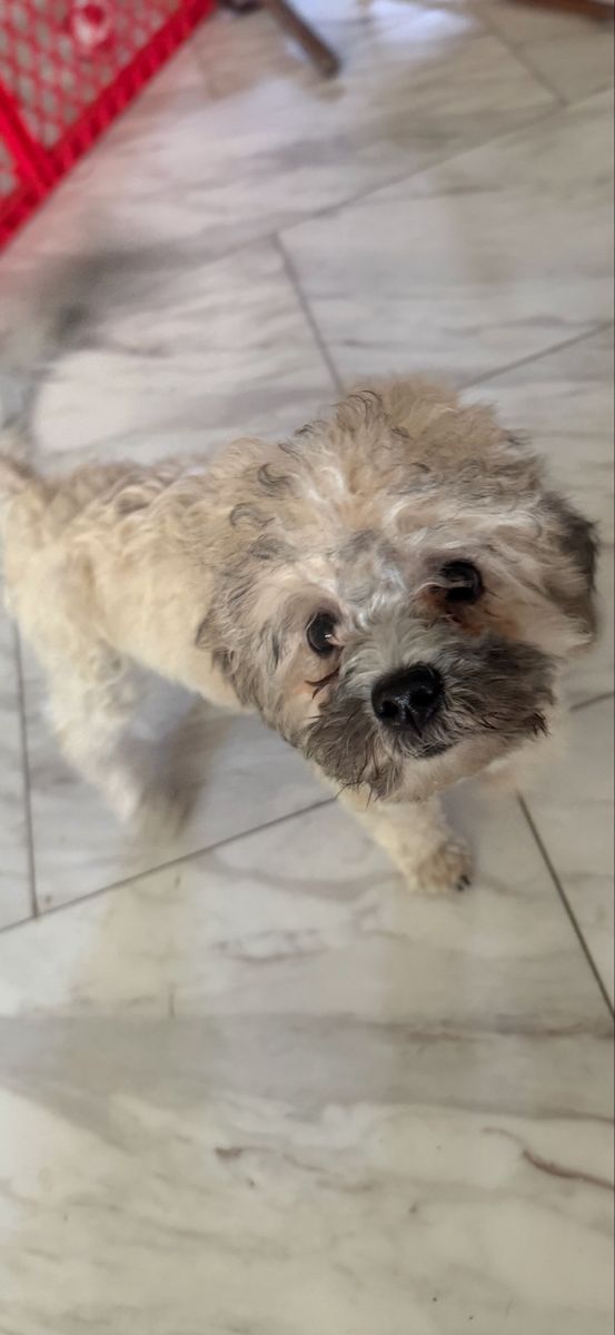 Male Shih Tzu poodle I can deliver to Utah on September 6