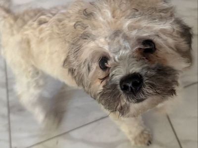 Male Shih Tzu poodle I can deliver to Utah on September 6