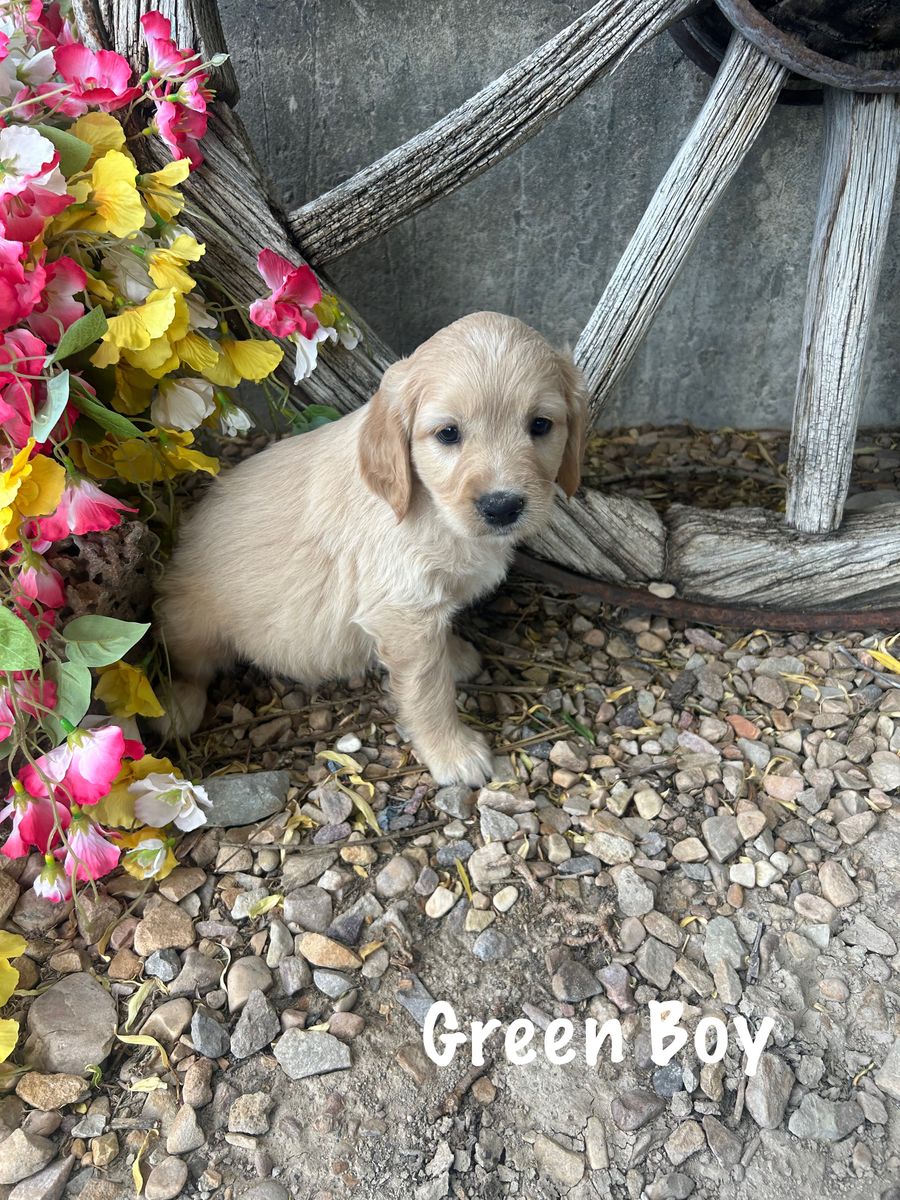 Golden Cocker Retriever Puppies