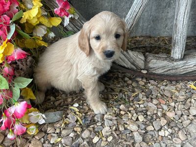 Golden Cocker Retriever Puppies