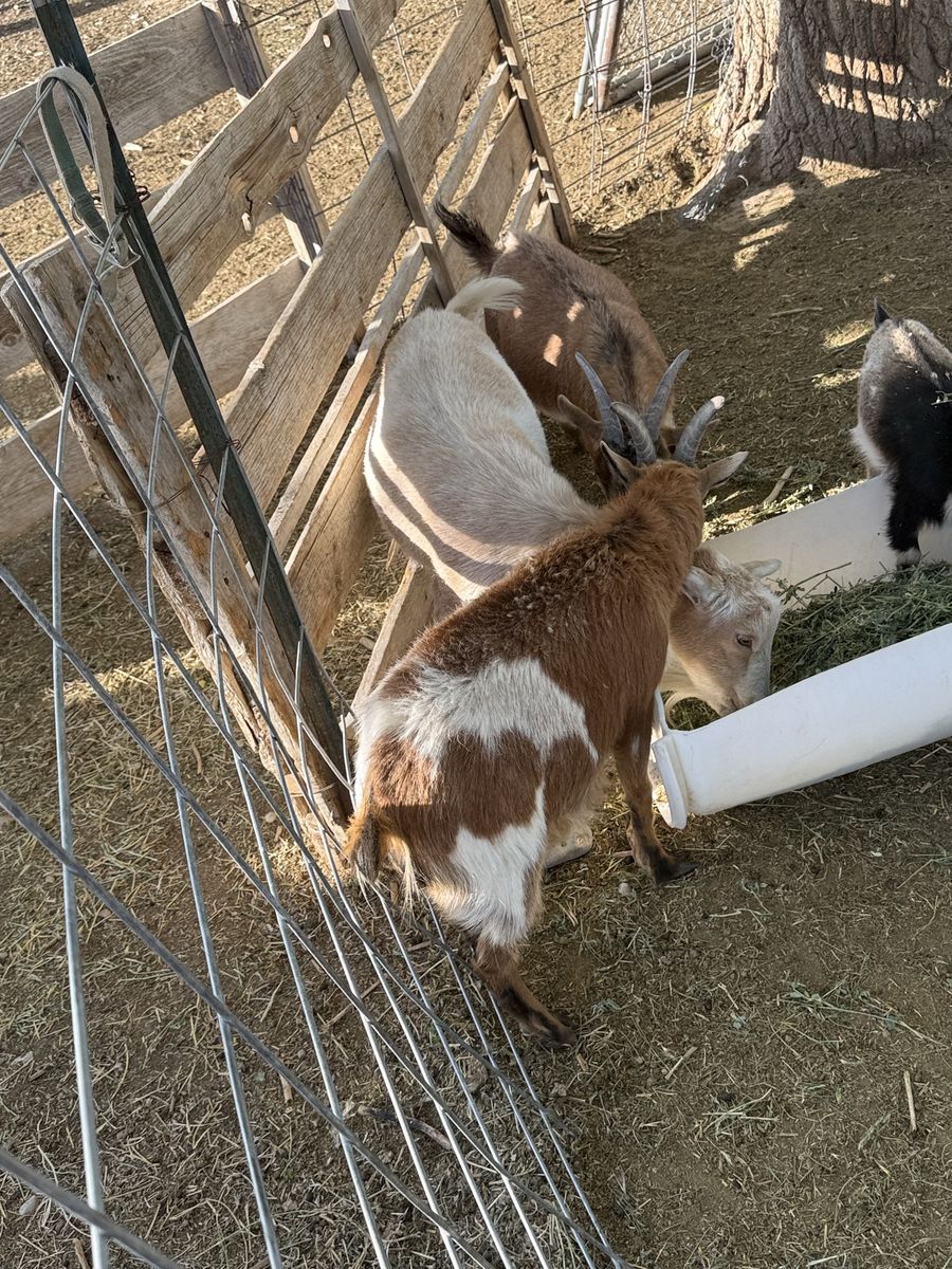 3 wether goats for sale
