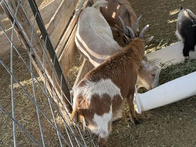 3 wether goats for sale