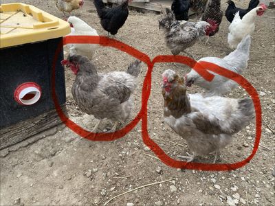 Laying Hens