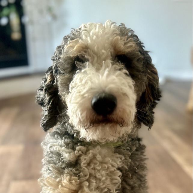 Mini Bernedoodle stud