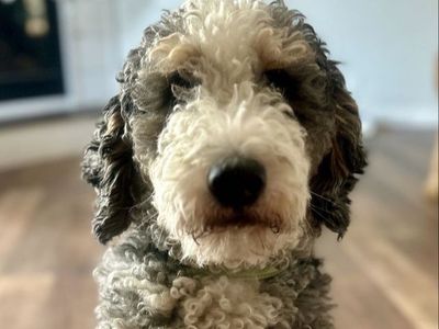 Mini Bernedoodle stud