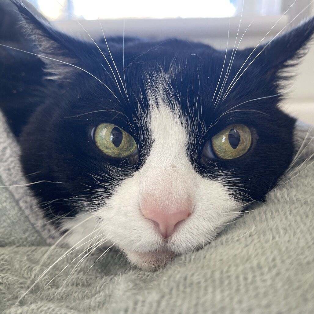 Hello my name is Freemont