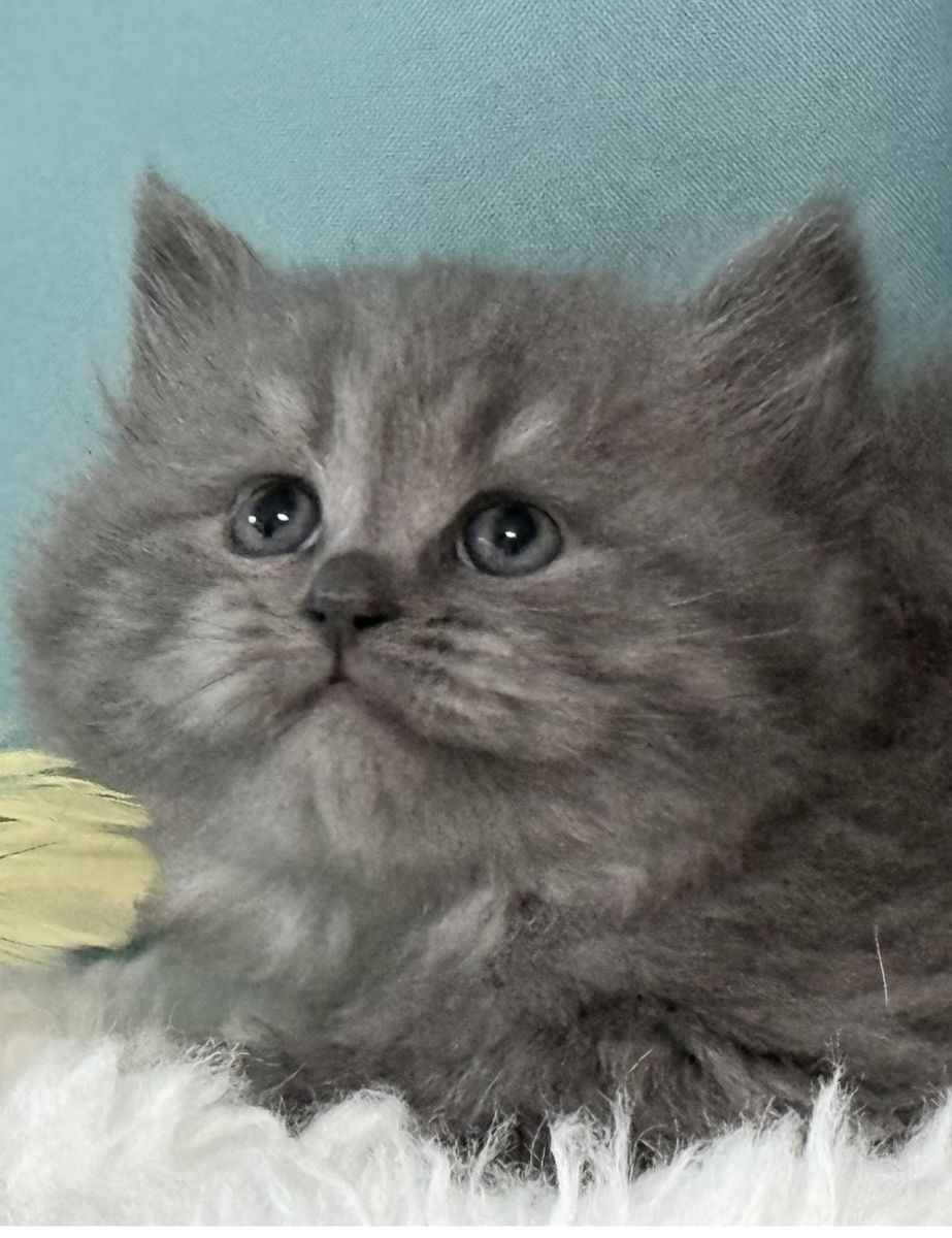 BEAUTIFUL, RARE! - BLUE SIBERIAN KITTEN! FEMALE, READY  JULY 20th! TICA REG. SUPER LOVING, FRIENDLY, PLAYFUL, FLUFFY!