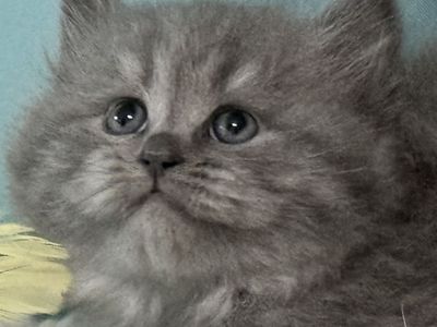 BEAUTIFUL, RARE! - BLUE SIBERIAN KITTEN! FEMALE, READY JULY 20th! TICA REG. SUPER LOVING, FRIENDLY, PLAYFUL, FLUFFY!