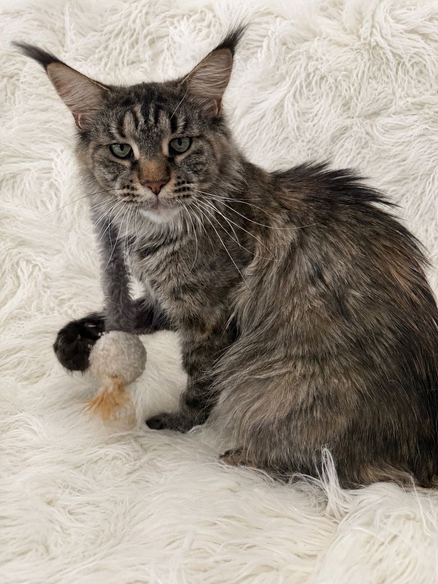 Gorgeous Maine Coon Female