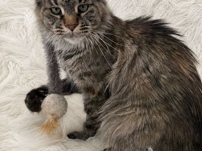 Gorgeous Maine Coon Female