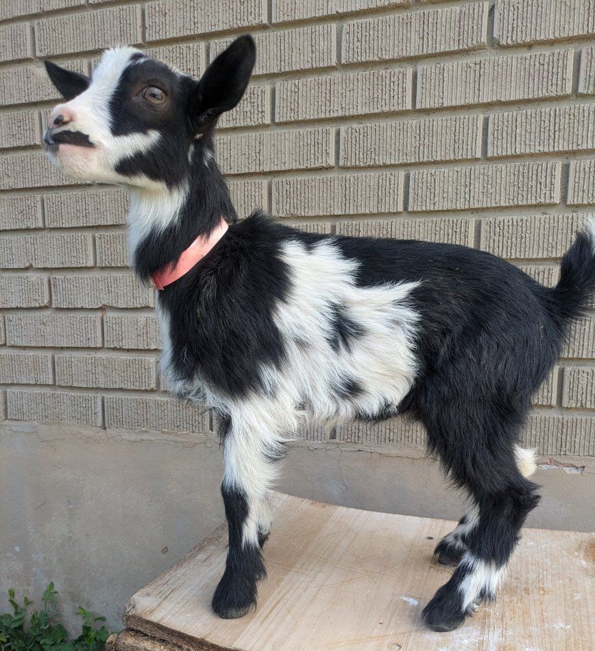 Bottle baby goat girl