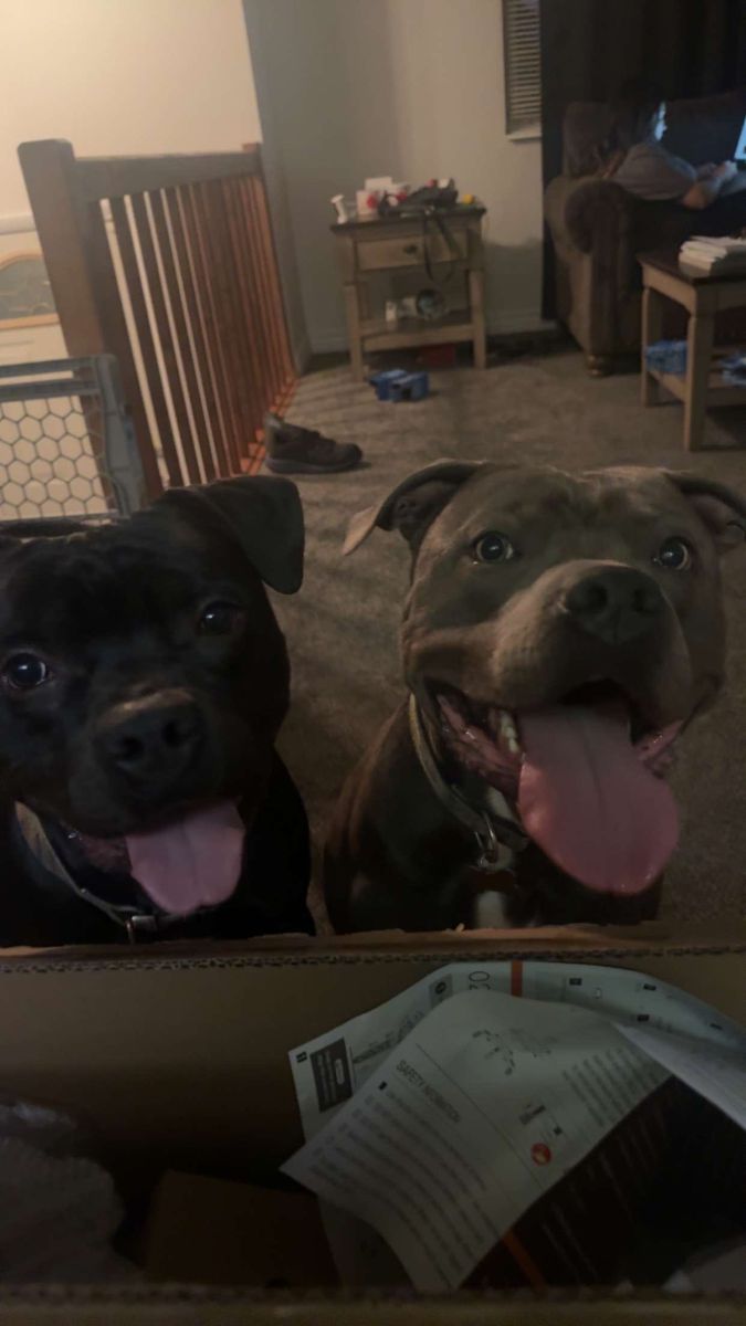 Two Male Pitbulls