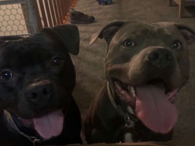 Two Male Pitbulls