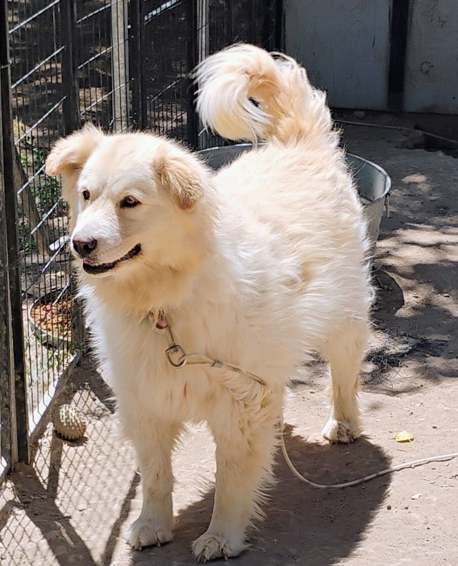 Samoyed Retriever mix