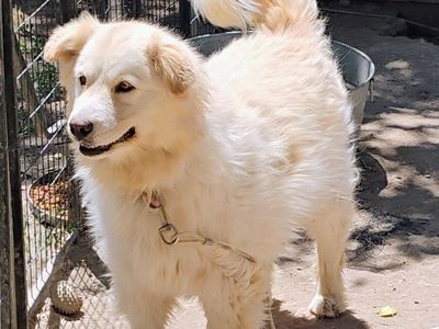 Samoyed Retriever mix