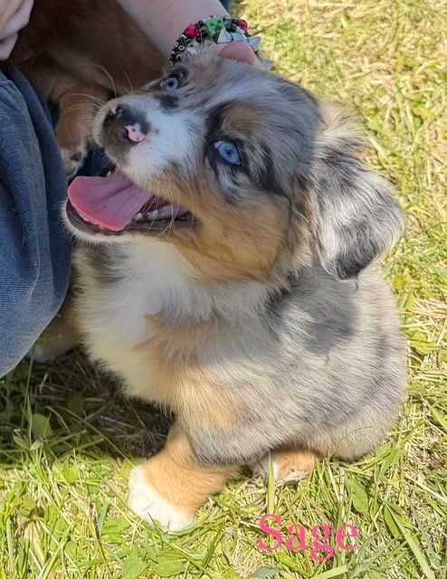 AKC Purebred Standard Australian Shepherd Puppies