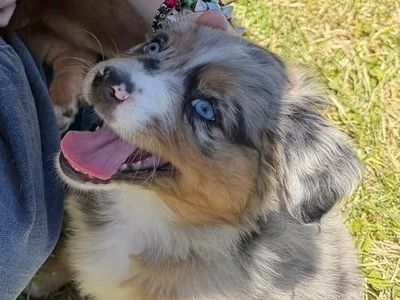 AKC Purebred Standard Australian Shepherd Puppies
