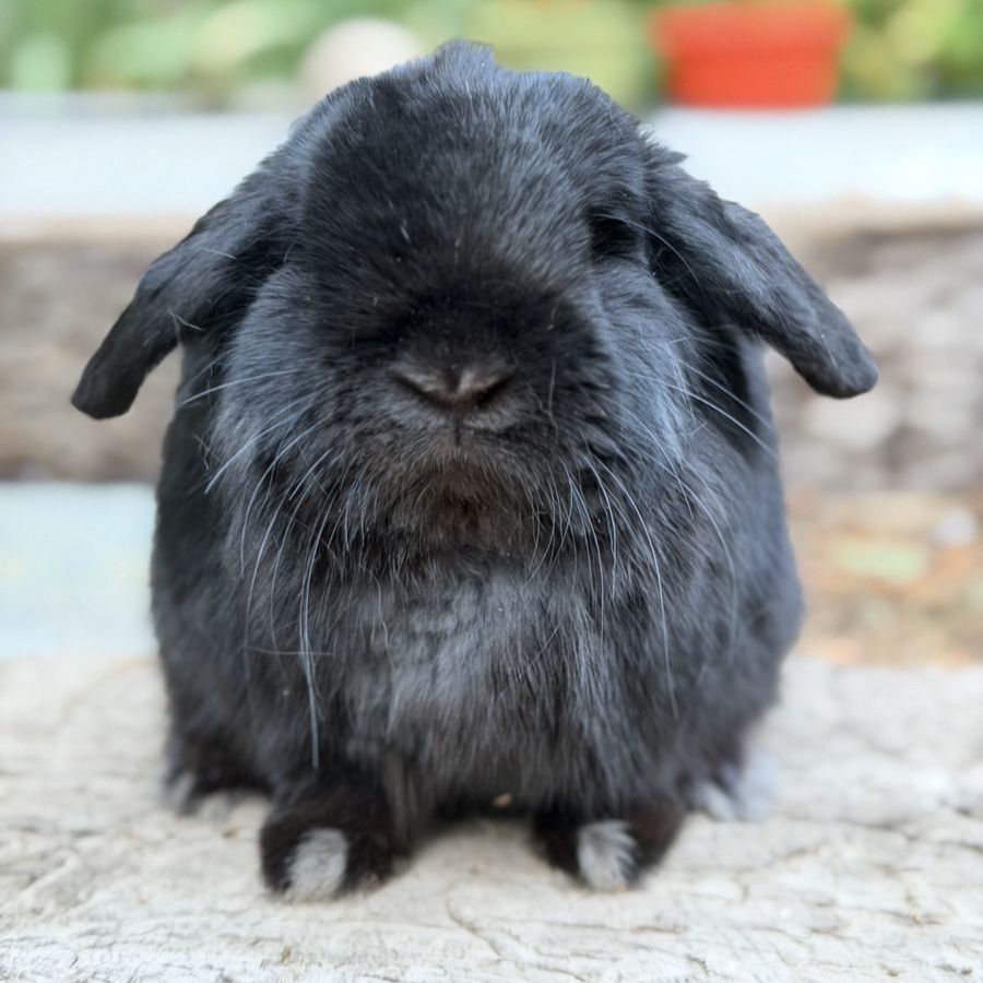 Show Holland Lop Buck