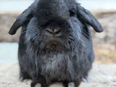 Show Holland Lop Buck