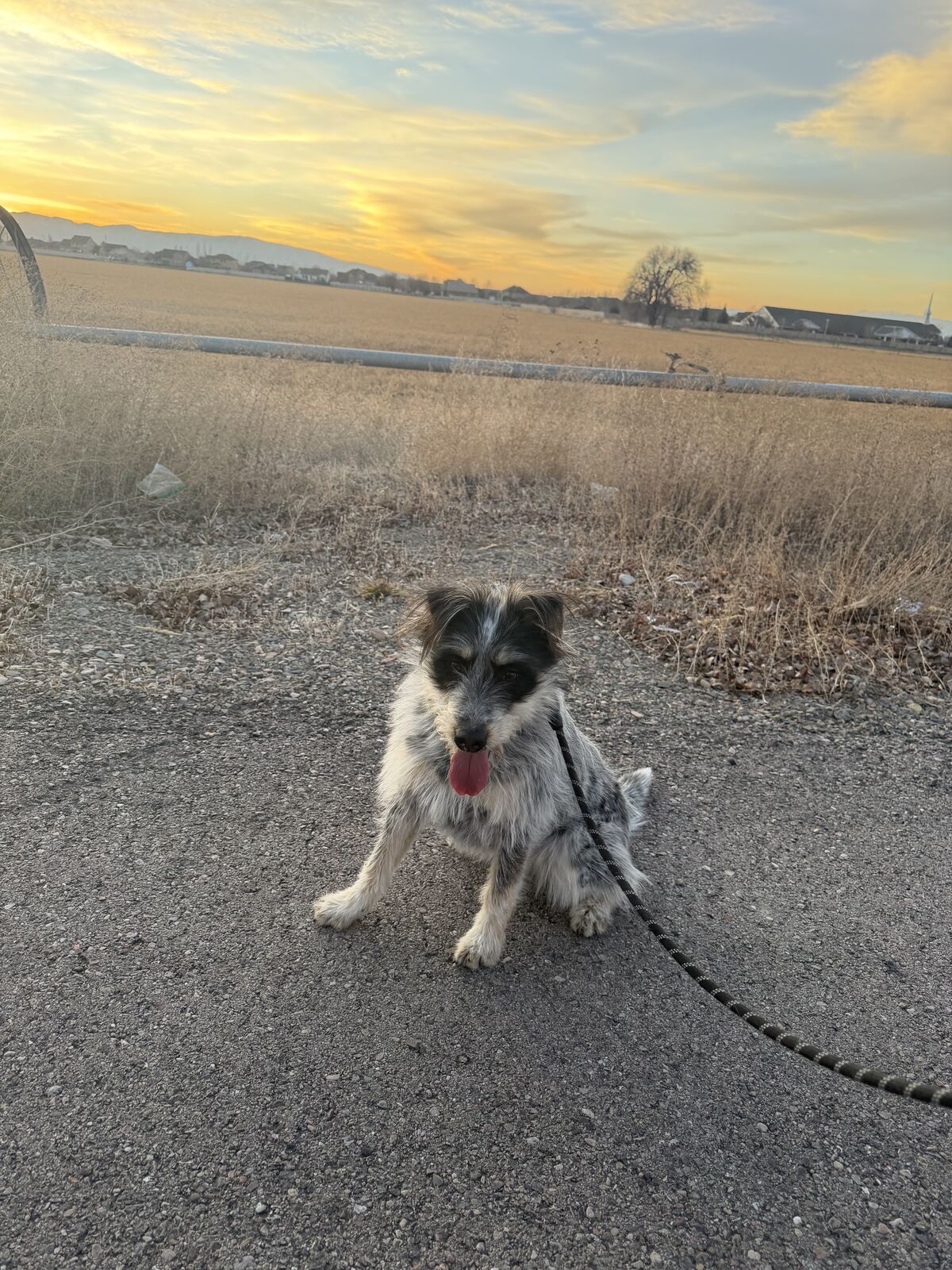 Border Collie Irish Shepard mix