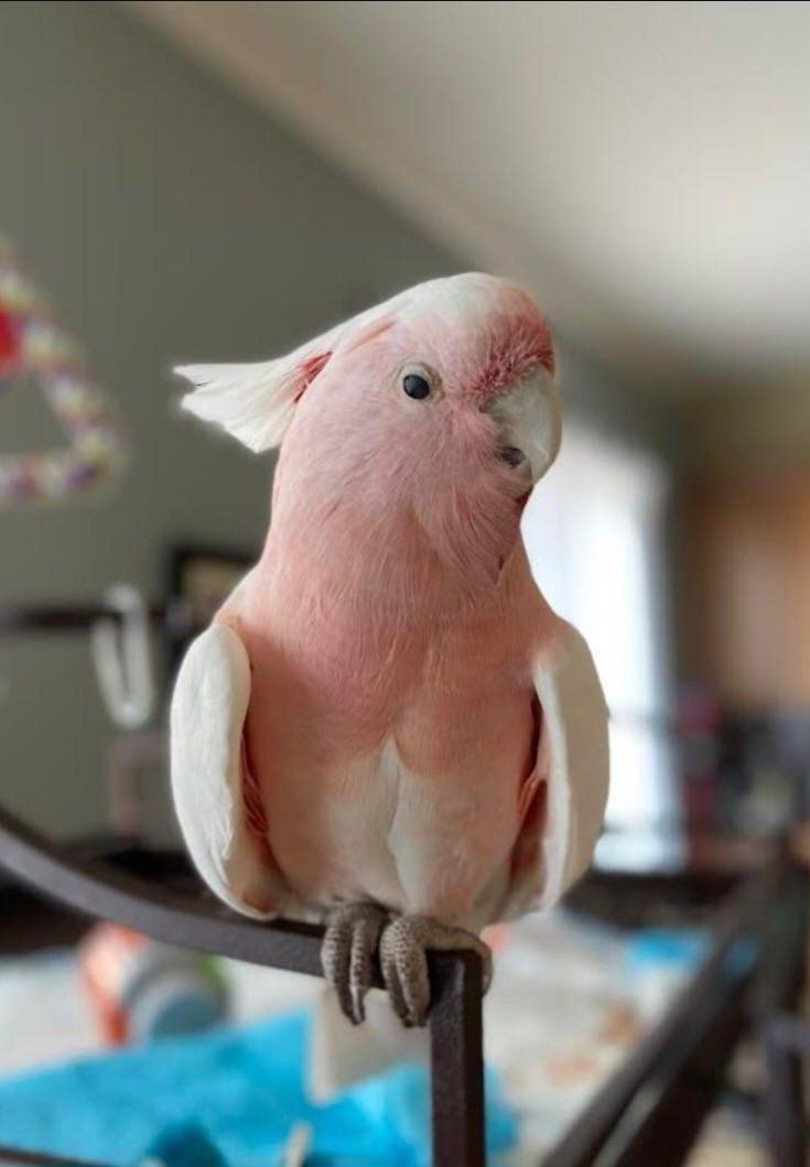 Cockatoo Looking for Licensed Bird Rescue