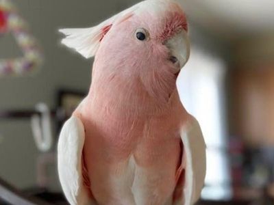 Cockatoo Looking for Licensed Bird Rescue