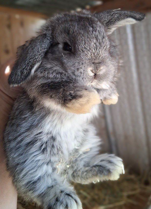 Holland Lop Bunnies