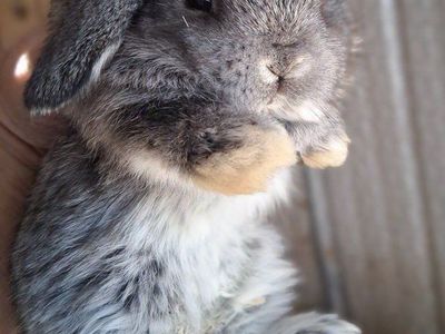 Holland Lop Bunnies