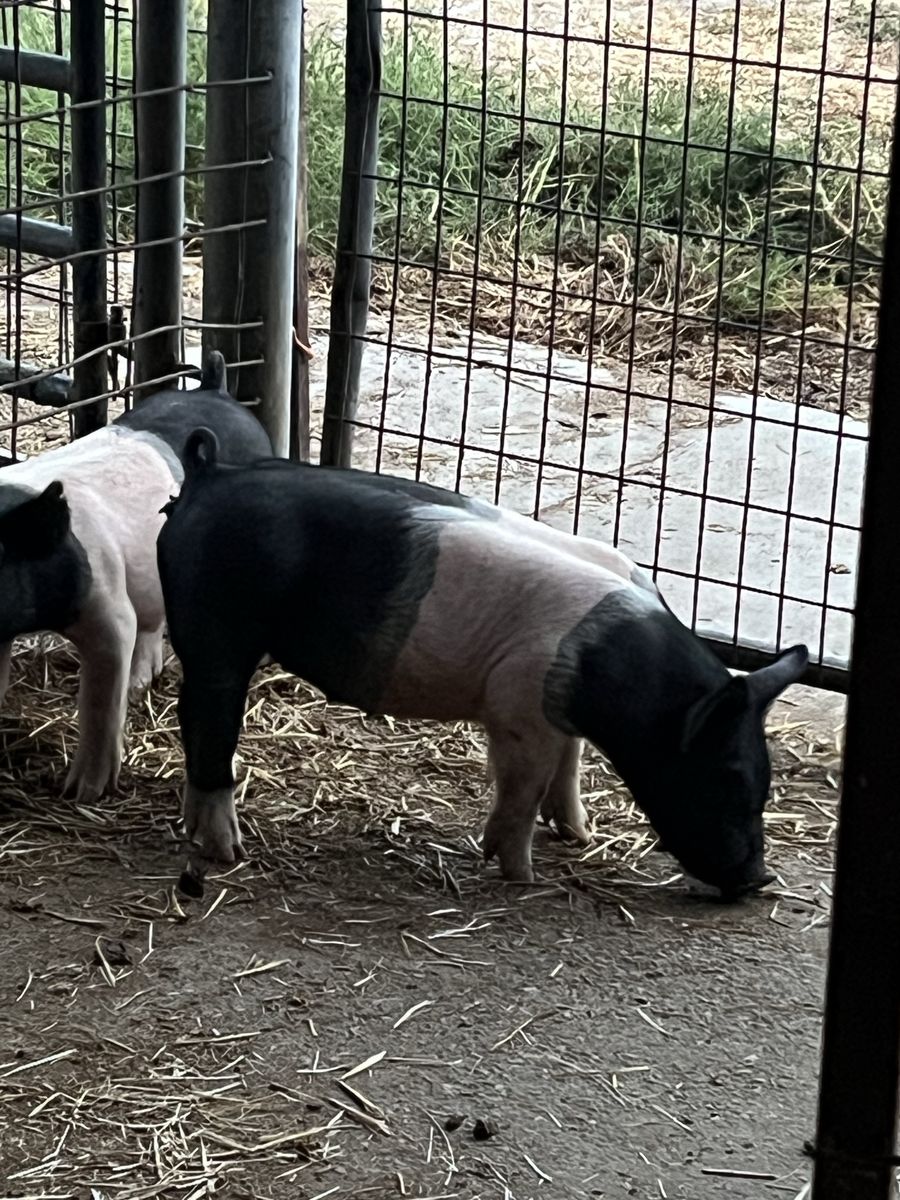 Roaster pigs