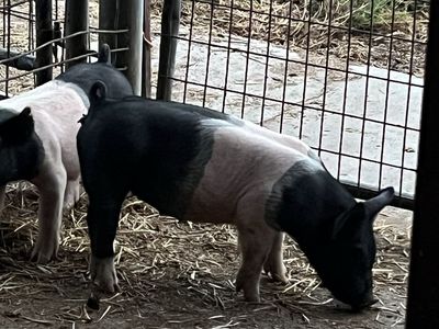 Roaster pigs