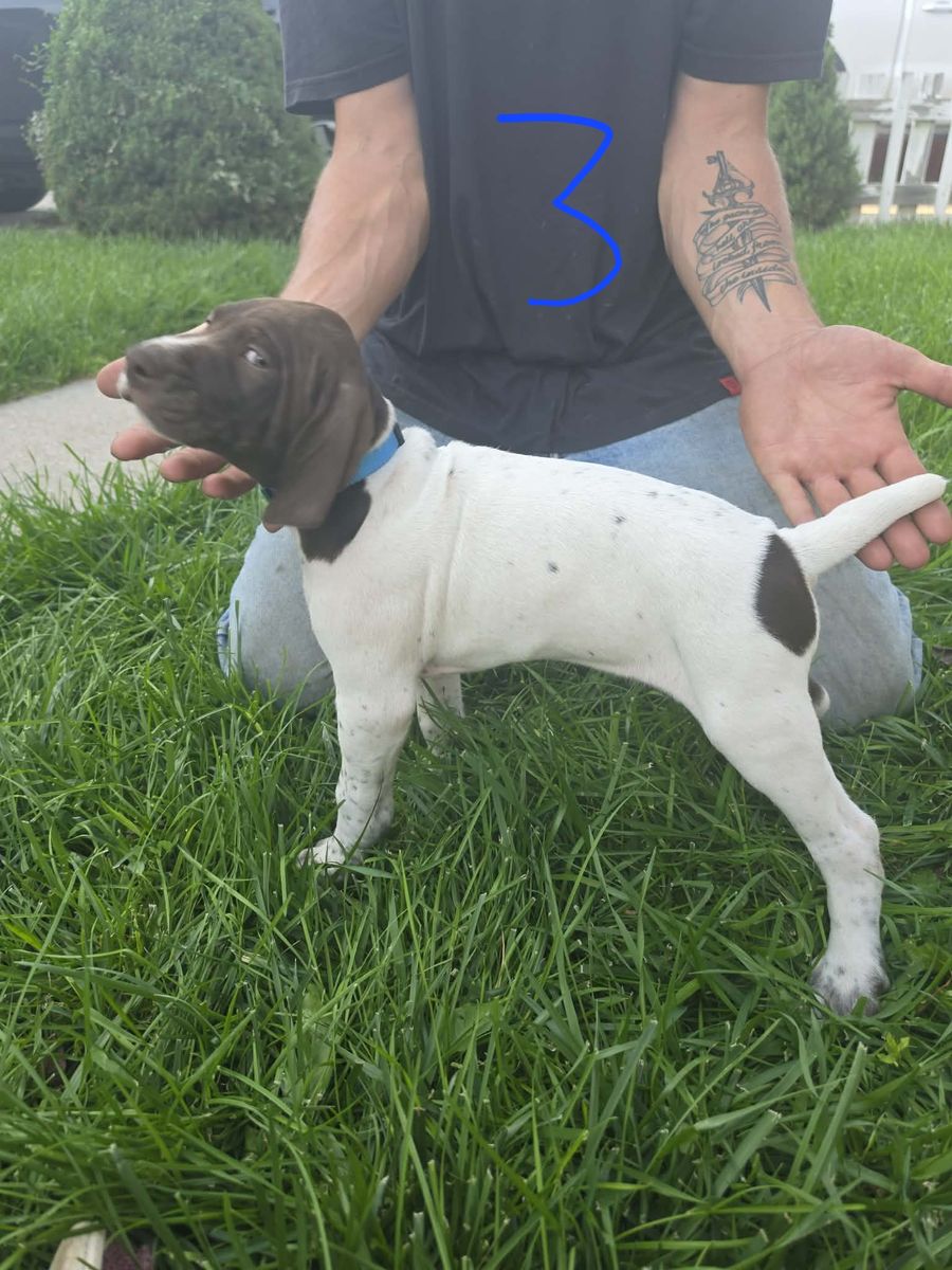 AKC German Shorthair Pointer Puppies