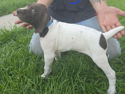AKC German Shorthair Pointer Puppies