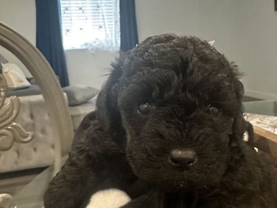 Toy poodles