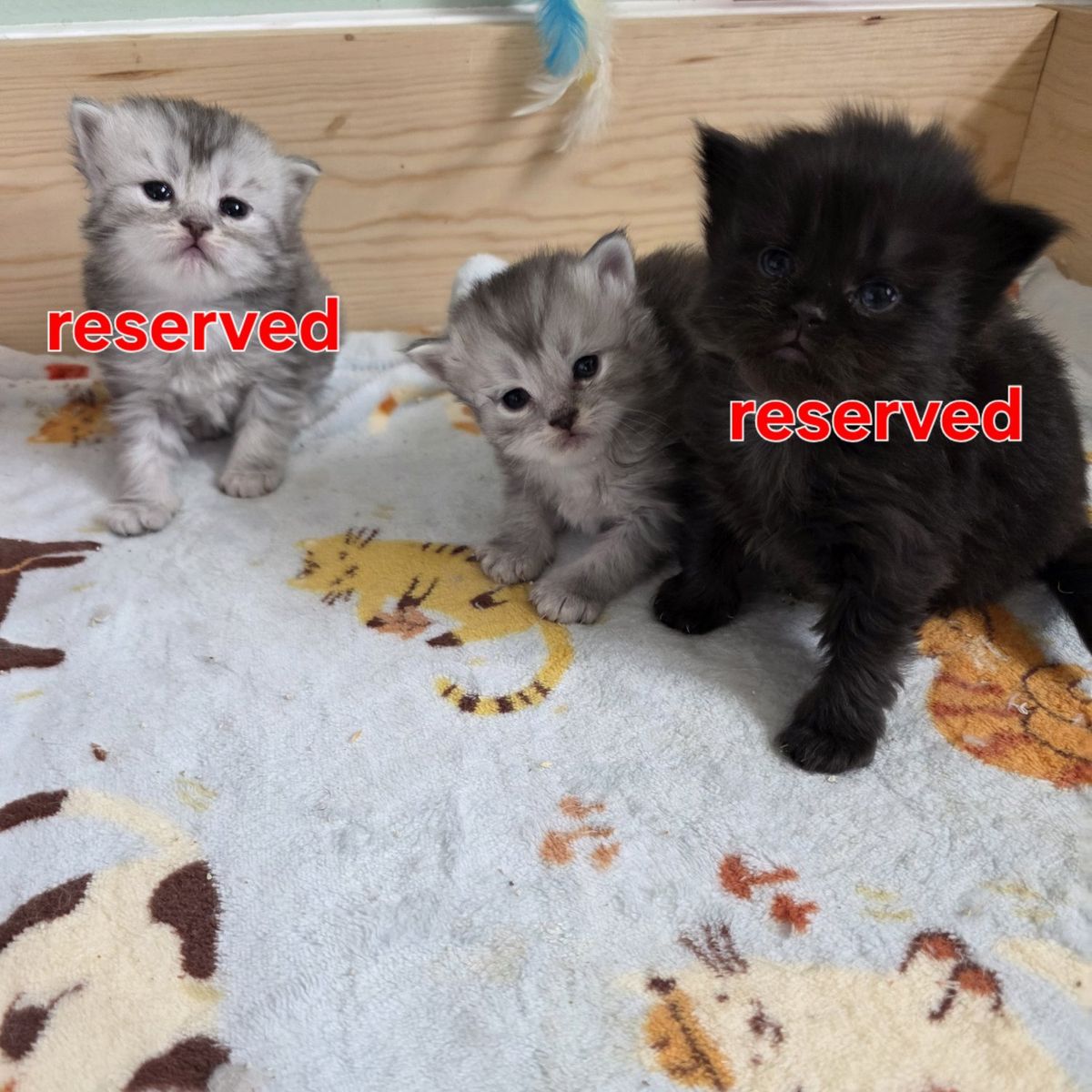 75% Persian kittens!