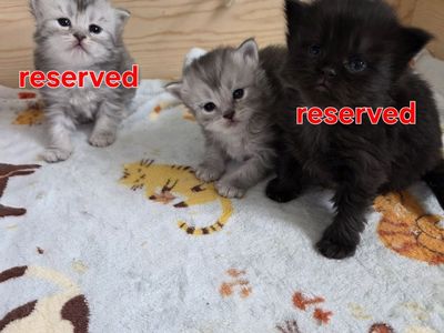 75% Persian kittens!