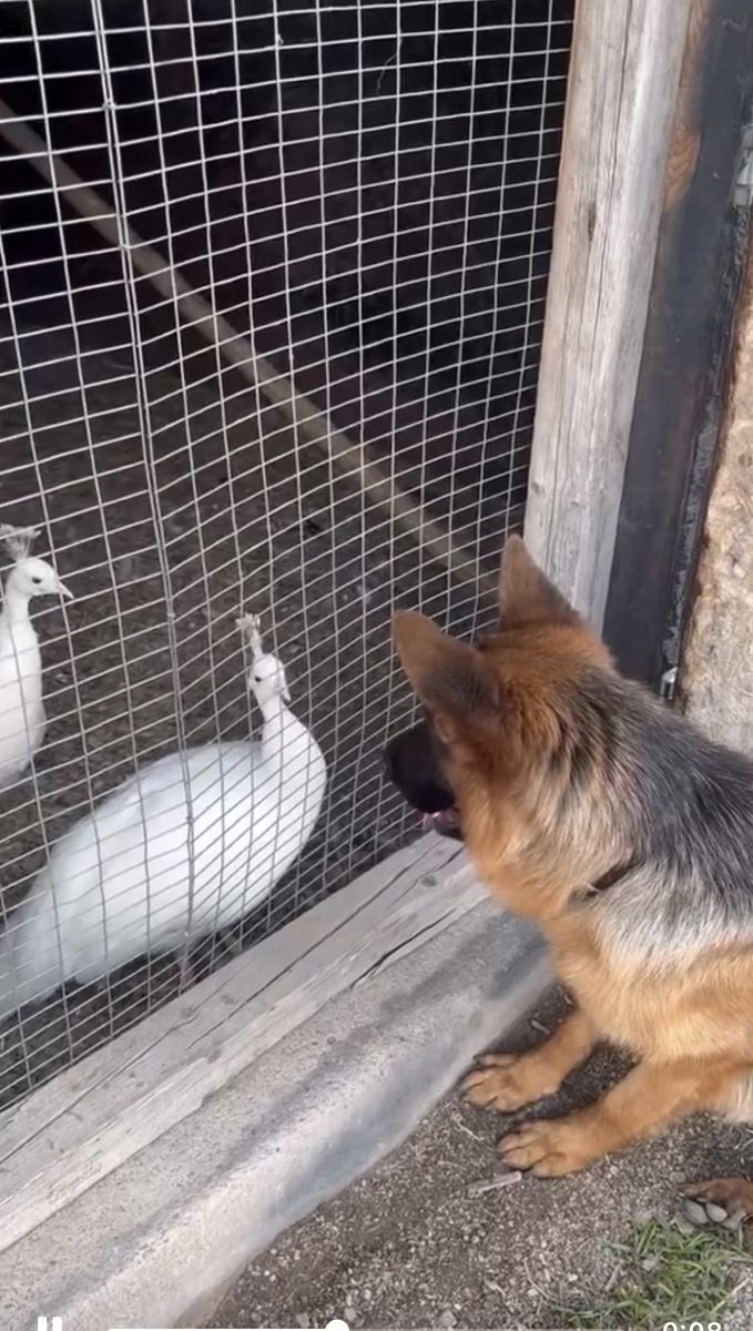 German Shephard for sale