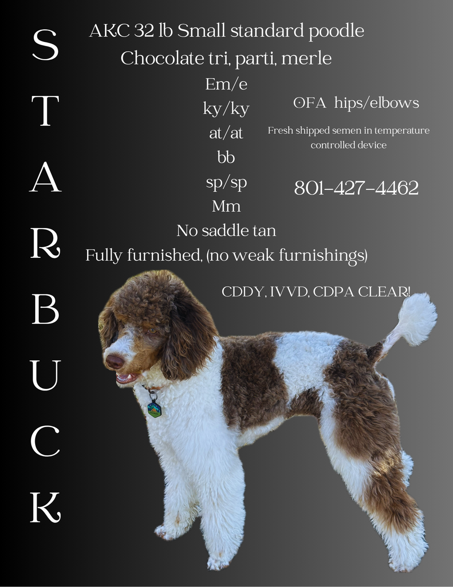 AKC tri chocolate parti merle poodle-30 lb health cleared.