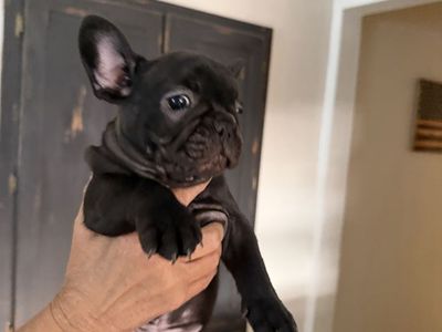 French Bulldogs