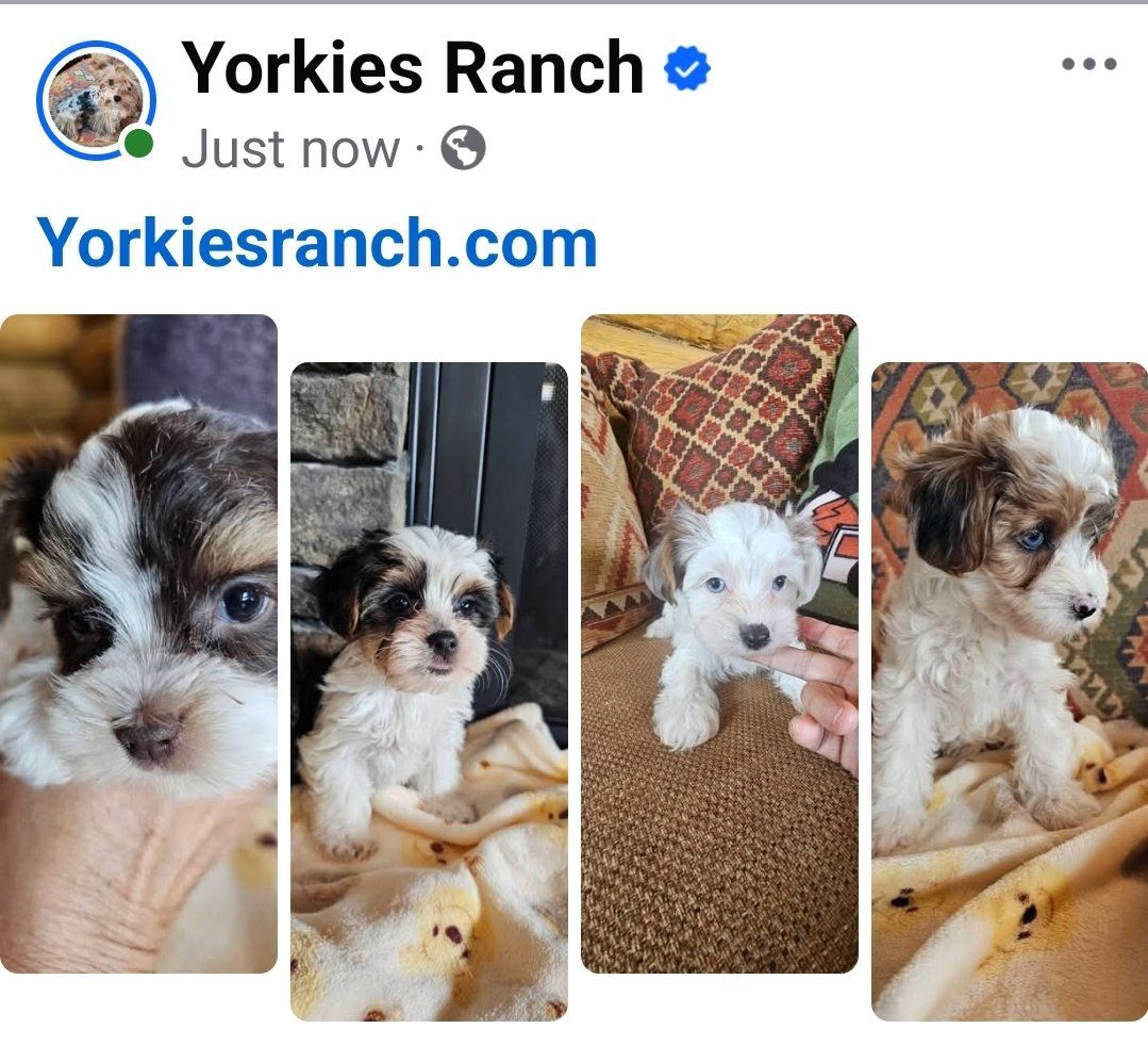 Yorkies, Yorkie Puppies, *Health Guarantee