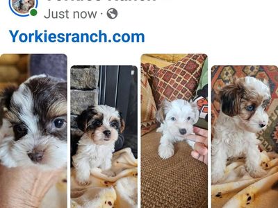 Yorkies, Yorkie Puppies, *Health Guarantee