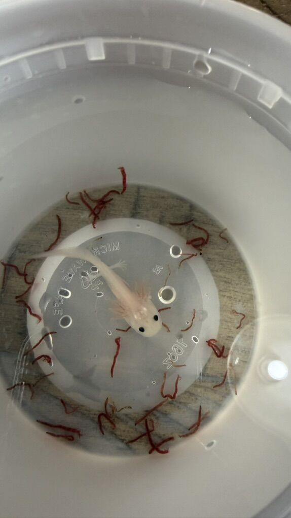 Baby Axolotls
