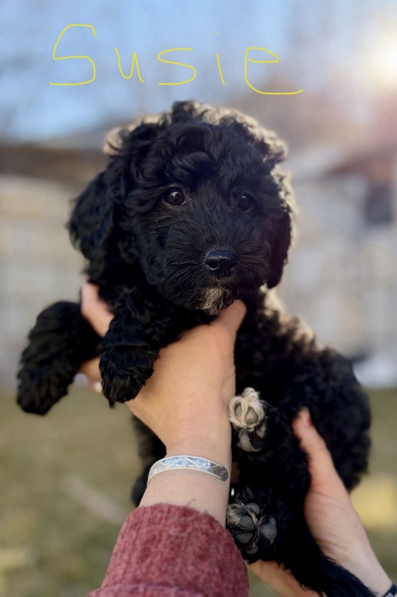 Mini Bernedoodle Puppies