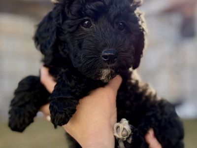 Mini Bernedoodle Puppies