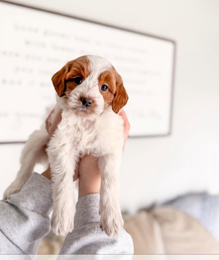 Micro Goldendoodle Female